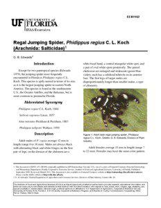 EENY152  Regal Jumping Spider, Phidippus regius C. L. Koch