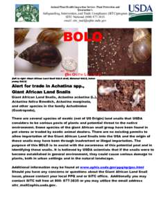 Achatina / Land snail / Snail / Achatina reticulata / Achatina vassei / Achatinidae / Phyla / Protostome