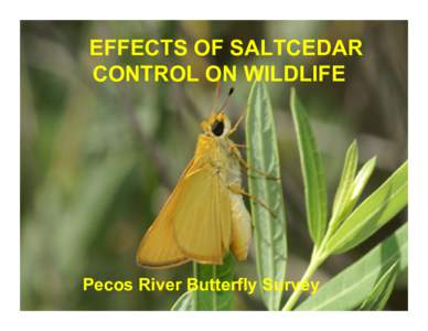 EFFECTS OF SALTCEDAR CONTROL ON WILDLIFE Pecos River Butterfly Survey  Why Sample Butterflies?
