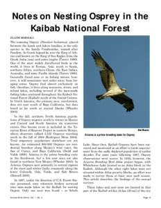 Notes on Nesting Osprey in the Kaibab National Forest ELAINE MORRALL The amazing Osprey (Pandion haliaetus), placed between the hawk and falcon families, is the only