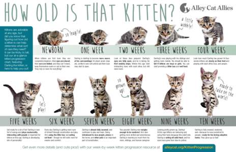 How Old is that Kitten? Kittens are adorable at any age, but did you know that figuring out how old a kitten is can help
