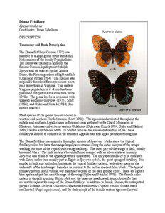 Battus philenor / Great Spangled Fritillary / Butterfly / Papilio / Lepidoptera / Speyeria / Diana Fritillary