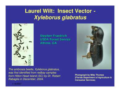 Laurel Wilt: Insect Vector Xyleborus glabratus  Stephen Fraedrich USDA Forest Service Athens, GA