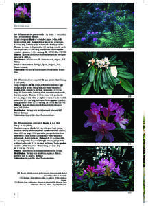 Biota / Buddleja parviflora / Flora of Brazil / Flora / Flora of Peru