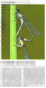 Fenster in die Natur von Astrid Hauzenberger  Pechlibelle im Herzformat Sommerzeit ist Libellenzeit, von der grossen Jägerin bis zur kleinen zarten Mückenfresserin, sind die eleganten