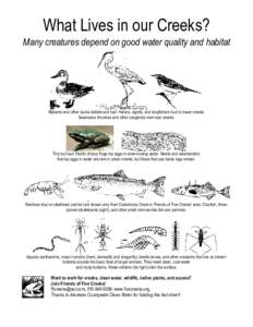 What Lives in our Creeks? Many creatures depend on good water quality and habitat Mallards and other ducks dabble and loaf. Herons, egrets, and kingfishers hunt in lower creeks; Swainsons thrushes and other songbirds nes