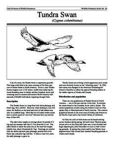 Utah Division of Wildlife Resources  Wildlife Notebook Series No. 20 Tundra Swan