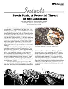 Insects  SP503-H Beech Scale, A Potential Threat in the Landscape