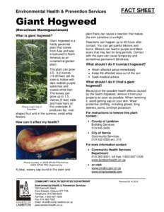 Environmental Health & Prevention Services  FACT SHEET Giant Hogweed (Heracleum Mantegazzianum)