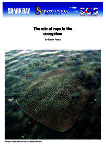 The role of rays in the ecosystem By Simon Pierce A tropical whipray (Himantura sp.) (© Shane Litherland)