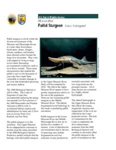 Pallid sturgeon evolved within the diverse environments of the Missouri and Mississippi Rivers at a time when flood plains, backwaters, chutes, sloughs, islands, sandbars, and braided