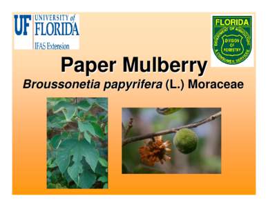 Microsoft PowerPoint - Paper Mulberry