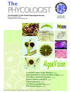 Ulvophyceae / Seaweeds / Fucales / Rhodymenia / Phycology / Diatom / Marimo / Sea lettuce / Corallina / Algae / Water / Red algae