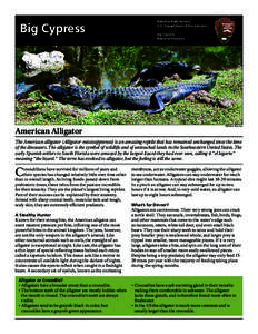 Big Cypress  American Alligator National Park Service U.S. Department of the Interior