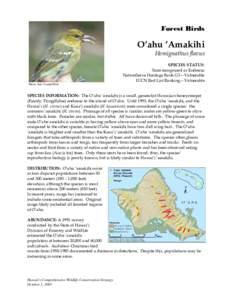 Endemism / Hawaiian honeycreepers / Hawaii Amakihi / Oahu Amakihi / Kauaʻi ʻAmakihi / Greater ʻAmakihi / Endemic birds of Hawaii / Fauna of the United States / Hemignathus / Fringillidae