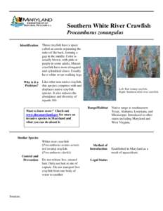 Southern White River Crawfish
