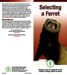 Biology / Agriculture / Cat / Ferret health / Ferret Monogatari: Watashi no Okini Iri / Ferrets / Zoology / Ferret