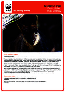 Species Fact Sheet:  Brush-tailed rock wallaby  © Dejan Stojanovic