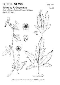 Cynipidae / Oak galls / Hexapoda / Cynipoidea / Gall / Andricus quercuscalicis / Orobanche