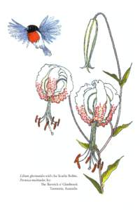 Lilium gloriosoides with the Scarlet Robin, Petroica multicolor, by: The Barwick o’ Glenbrook Tasmania, Australia  Lady Luck and a Lily: