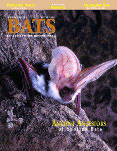 Free-tailed bat / Night / Biology / Measurement / Scotophilus / Bats / Animal flight / Pollinators