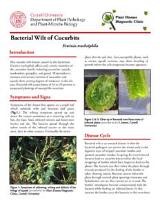 acterial Wilt of Cucurbits B Erwinia tracheiphila Introduction This vascular wilt disease caused by the bacterium