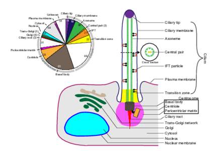 Unknown Plasma membrane 6 Cytosol Nucleus