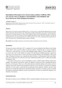 Zootaxa,Description of the mature larva of Gastrophysa janthina (Suffrian, 1851) ...