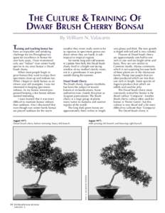 THE CULTURE & TRAINING OF DWARF BRUSH CHERRY BONSAI By William N. Valavanis T raining and teaching bonsai has