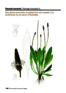 Plantain lancéolé | Plantago lanceolata L.  Une plante pionnière acceptant les sols soumis à la sécheresse ou en excès d’humidité.  | 100 | Guide technique de restauration écologique