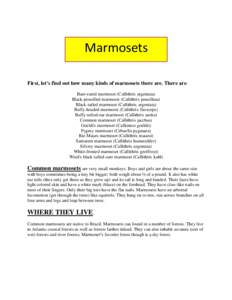 Buffy-tufted marmoset / Black-tufted marmoset / Zoology / Callithrix / Silvery marmoset / Pygmy marmoset / Mico / Black-tailed marmoset / White-headed marmoset / Callitrichidae / Marmoset / Common marmoset