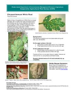 Rhode Island Department of Environmental Management/Division of Agriculture  Cooperative Agricultural Pest Survey (CAPS) Chrysanthemum White Rust Puccinnia horiana