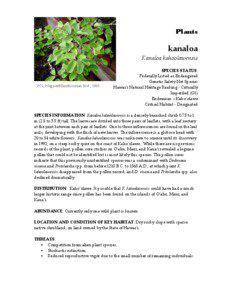 Mimosoideae / Kanaloa / Conservation biology / Pollen / Pritchardia / Biology / Botany / Kanaloa kahoolawensis