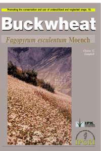Buckwheat, Fagopyrum esculentus Moench