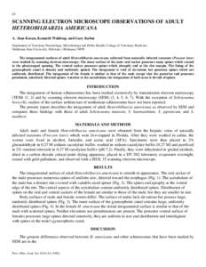 Scanning Electron Microscope Observations of Adult Heterobilharzia americana