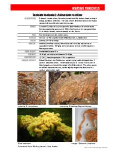 INVASIVE TUNICATES Tunicate (colonial) Didemnum vexillum DESCRIPTION RANGE