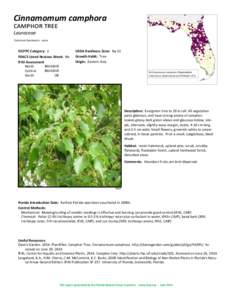 Camphor / Flatwoods / Chemistry / Food and drink / Botany / Cinnamomum camphora / Spices / Cinnamomum