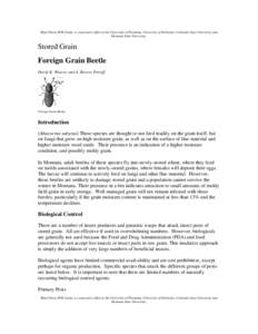 Insecticide / Pesticides / Agriculture in the United States / Rural community development / Foreign grain beetle / Malathion / Pesticide toxicity to bees / Silo / Potato / Agriculture / Land management / Pest control