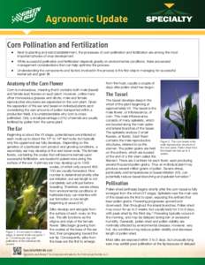 Corn Pollination and Fertilization  Next to planting and stand establishment, the processes of corn pollination and fertilization are among the most important phases of crop development.  While successful pol