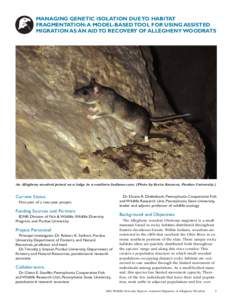 MANAGING GENETIC ISOLATION DUE TO HABITAT FRAGMENTATION: A MODEL-BASED TOOL FOR USING ASSISTED MIGRATION AS AN AID TO RECOVERY OF ALLEGHENY WOODRATS An Allegheny woodrat poised on a ledge in a southern Indiana cave. (Pho