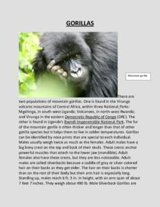 GORILLAS  Mountain gorilla There are two populations of mountain gorillas. One is found in the Virunga