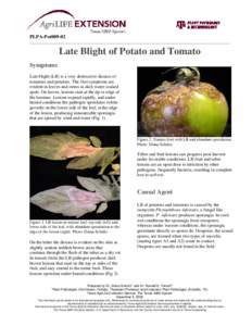 Phytophthora infestans / Potato / Blight / Alternaria solani / Biology / Food and drink / Agriculture