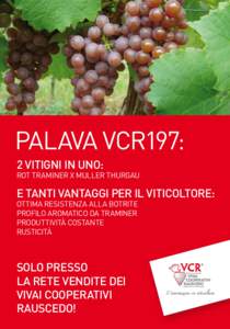 PALAVA VCR197: 2 VITIGNI IN UNO: ROT TRAMINER X MULLER THURGAU  E TANTI VANTAGGI PER IL VITICOLTORE: