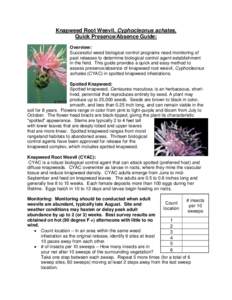 Knapweed Root Weevil, Cyphocleonus achates, Quick Presence/Absence Guide: Overview: Successful weed biological control programs need monitoring of past releases to determine biological control agent establishment in the 