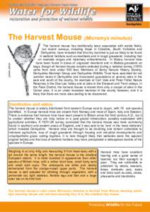 Neotominae / Eurasian harvest mouse / Harvest mouse / Micromys / Reed bed / Prehensile tail / Bird nest / Perognathus longimembris pacificus / Fauna of Europe / Zoology / Old World rats and mice