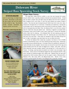 DELAWARE DIVISION OF FISH & WILDLIFE, DNREC  Delaware River Striped Bass Spawning Stock Survey  D. Raver, US FWS