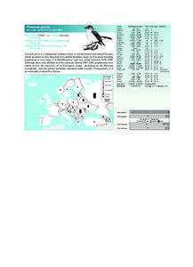 Red-breasted Flycatcher / Semi-collared Flycatcher / Ficedula / Fauna of Asia / Eurasia