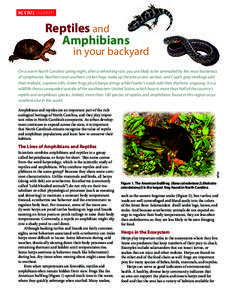 NC STATE UNIVERSITY  Reptiles and Amphibians  in your backyard