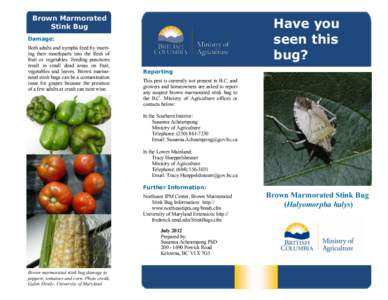 Brown Marmorated Stink Bug Brochure