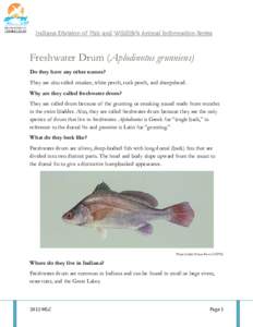 Indiana Division of Fish and Wildlife’s Animal Information Series  Freshwater Drum (Aplodinotus grunniens) Do they have any other names? They are also called croaker, white perch, rock perch, and sheepshead. Why are th